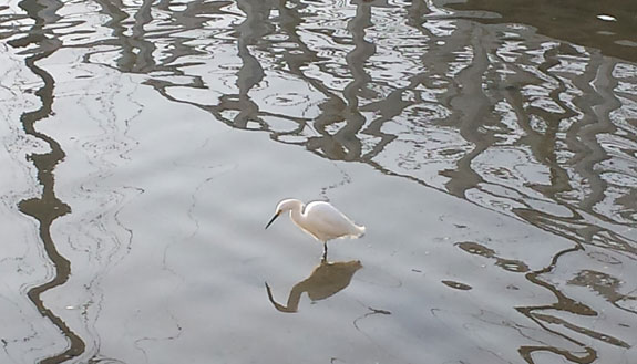 shelter island egret