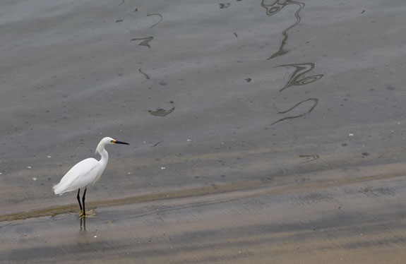 Snowy Egret