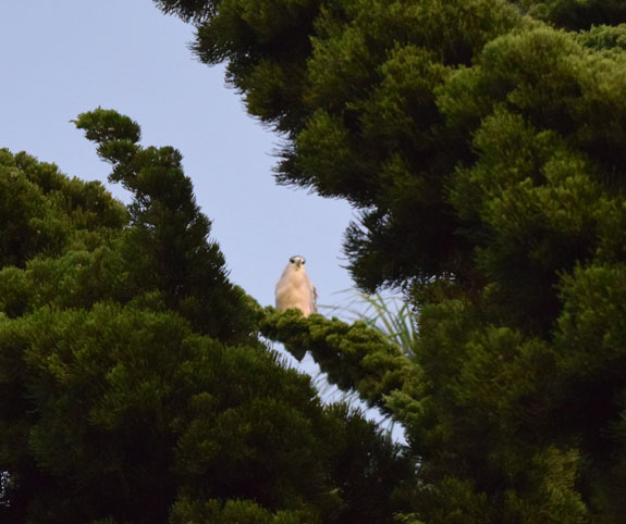 Black-Crowned Night Heron in a tree