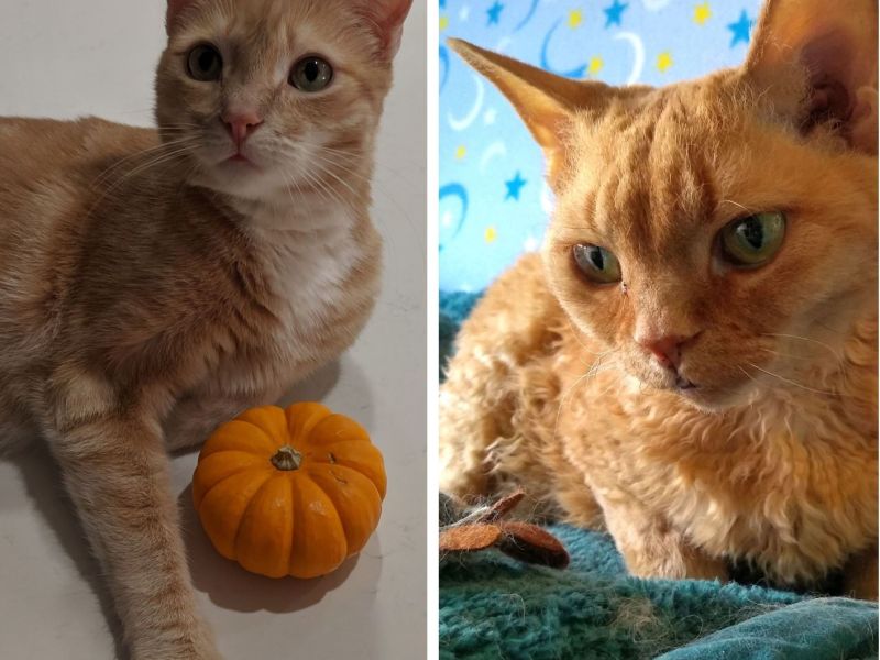 Our cats, Sprite and Coco